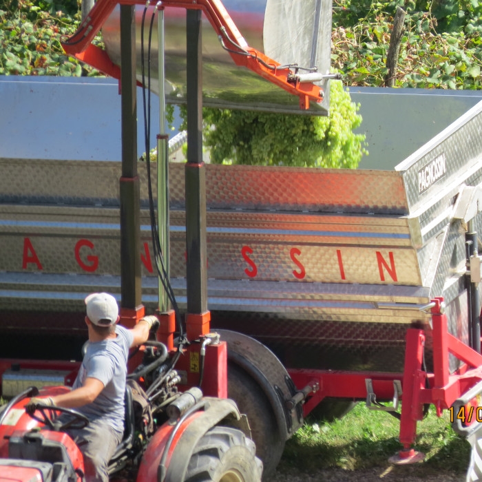 Grapes harvest 2018